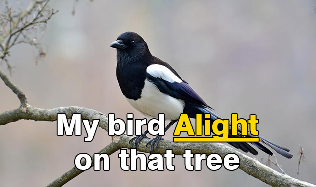 Contoh penggunaan Verb Alight burung