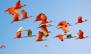 Kumpulan Nama-nama Burung yang Umum dalam Bahasa Inggris