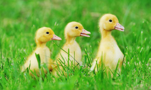 Kumpulan Nama-Nama Anak Binatang untuk ”Young Animal” dalam Bahasa Inggris