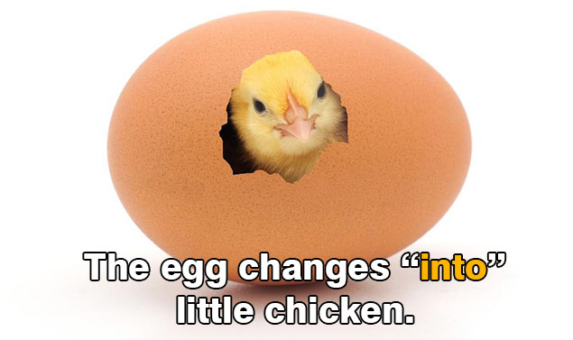 Contoh penggunaan Preposition Into dalam sebuah kalimat telur ayam